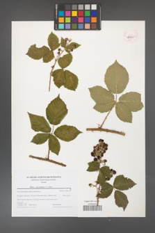 Rubus fasciculatus [KOR 44720]