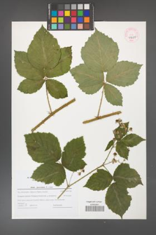Rubus fasciculatus [KOR 44685]