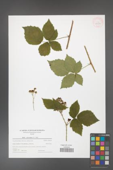 Rubus fasciculatus [KOR 44022]