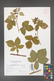 Rubus fasciculatus [KOR 44319]