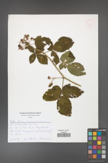 Rubus fasciculatus [KOR 52637]