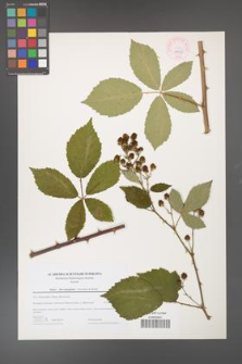 Rubus flos-amygdalae [KOR 44615]
