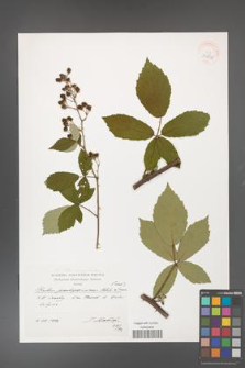 Rubus flos-amygdalae [KOR 39890]