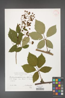 Rubus flos-amygdalae [KOR 39891]