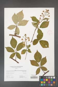 Rubus flos-amygdalae [KOR 52504]