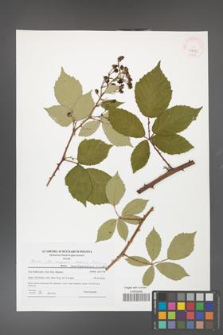 Rubus flos-amygdali [flos-amygdalae] [KOR 41491]