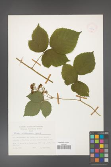 Rubus dollnensis [KOR 24896]