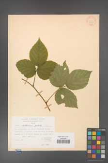 Rubus dollnensis [KOR 30979]