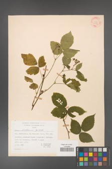 Rubus dollnensis [KOR 30978]