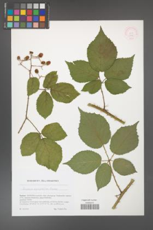 Rubus epipsilos [KOR 51785]