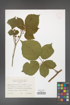 Rubus fabrimontanus [KOR 47399]