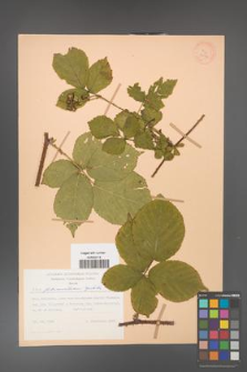 Rubus fabrimontanus [KOR 27996]