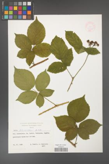 Rubus fabrimontanus [KOR 47393]