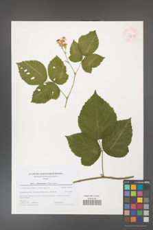 Rubus fabrimontanus [KOR 44675]