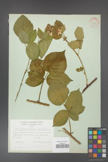 Rubus fabrimontanus [KOR 30965]