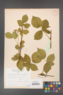 Rubus fabrimontanus [KOR 30949]