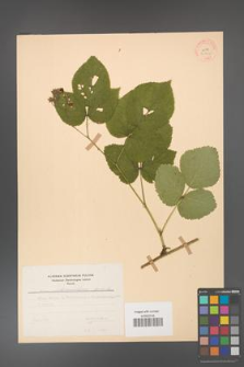 Rubus fabrimontanus [KOR 30952]