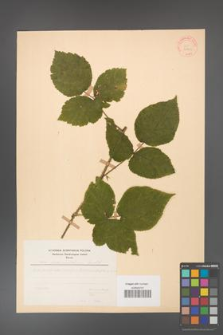 Rubus fabrimontanus [KOR 30943]