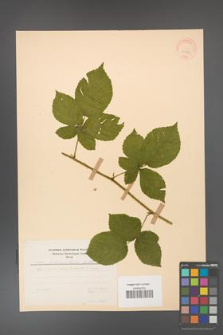 Rubus fabrimontanus [KOR 30942]