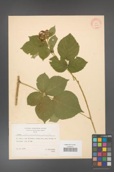 Rubus fabrimontanus [KOR 10643]