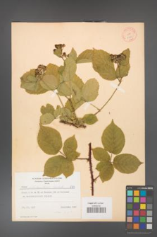 Rubus fabrimontanus [KOR 8784]