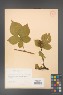 Rubus fabrimontanus [KOR 8668]