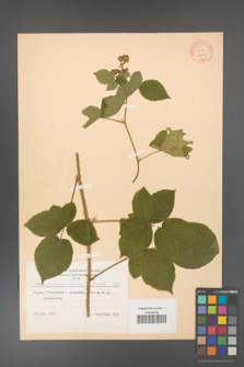 Rubus fabrimontanus [KOR 8683]