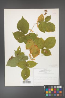 Rubus fabrimontanus [KOR 50429]