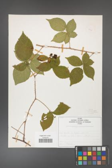 Rubus fabrimontanus [KOR 50428]