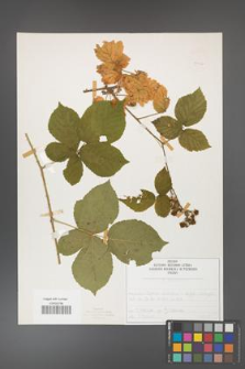 Rubus fabrimontanus [KOR 50426]