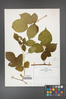Rubus fabrimontanus [KOR 50437]