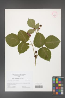 Rubus fabrimontanus [KOR 44715]