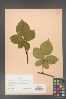 Rubus fabrimontanus [KOR 30940]