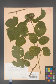 Rubus fabrimontanus [KOR 30937]