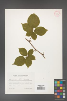 Rubus fabrimontanus [KOR 30977]