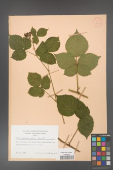 Rubus fabrimontanus [KOR 28051]