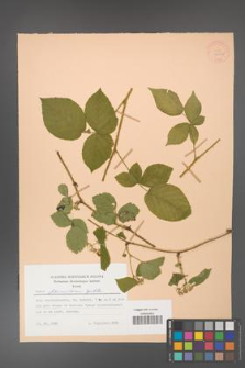 Rubus fabrimontanus [KOR 28052]