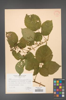Rubus fabrimontanus [KOR 30964]
