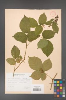 Rubus fabrimontanus [KOR 30960]