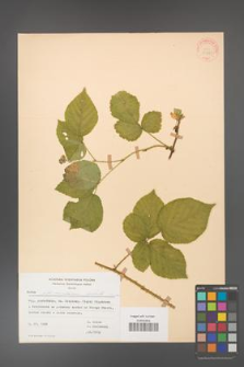 Rubus fabrimontanus [KOR 30961]