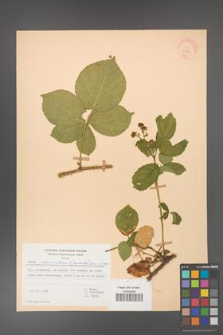 Rubus fabrimontanus [KOR 30939]