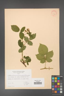 Rubus fabrimontanus [KOR 30948]