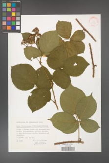 Rubus fabrimontanus [KOR 31526]