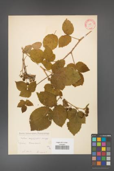 Rubus fabrimontanus [KOR 10593]
