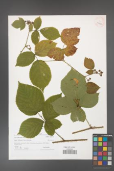 Rubus fabrimontanus [KOR 40900]