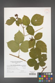 Rubus fabrimontanus [KOR 41220]