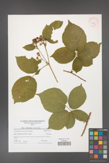 Rubus fabrimontanus [KOR 40704]