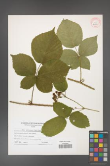 Rubus fabrimontanus [KOR 40703]