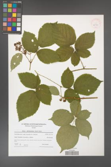 Rubus fabrimontanus [KOR 40701]
