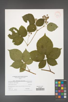 Rubus fabrimontanus [KOR 40700]
